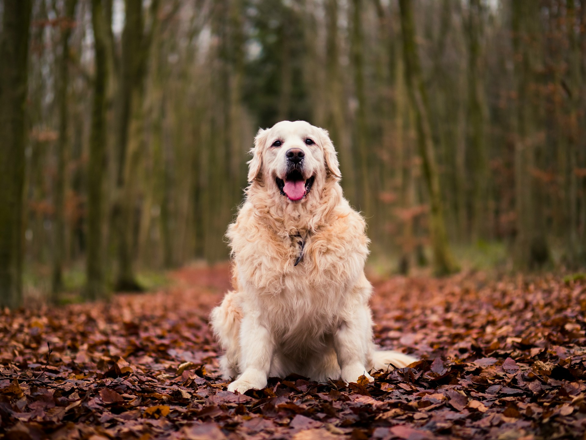 Golden Retriever 金毛寻回犬 黄金猎犬 金毛寻回猎犬 金毛犬