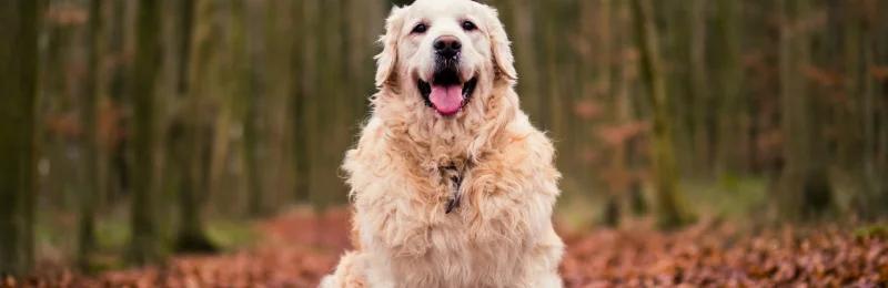 Golden Retriever 金毛寻回犬 黄金猎犬 金毛寻回猎犬 金毛犬
