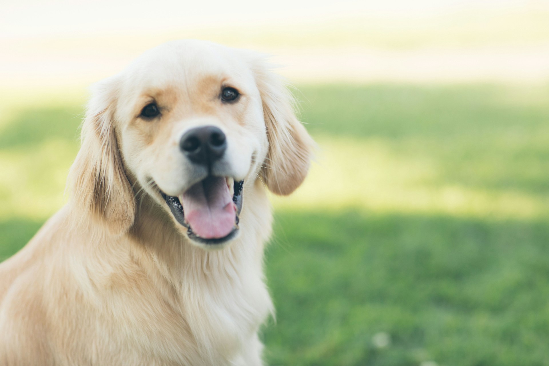 Golden Retriever 金毛寻回犬 黄金猎犬 金毛寻回猎犬 金毛犬