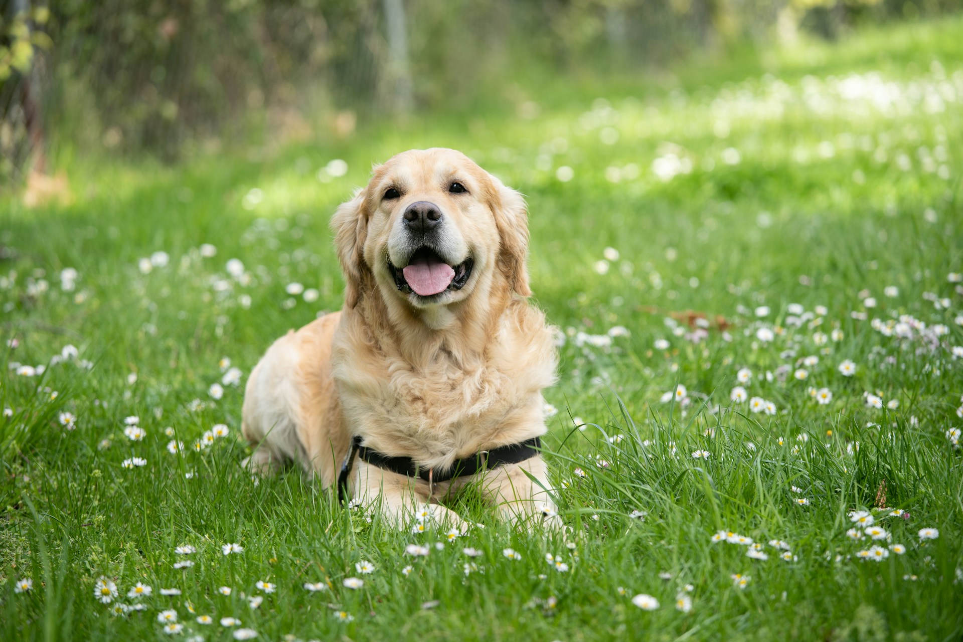 金毛寻回犬 金毛犬 Golden Retriever