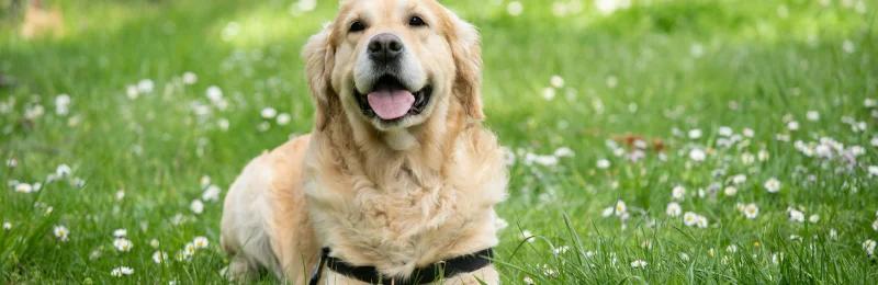 金毛寻回犬 金毛犬 Golden Retriever