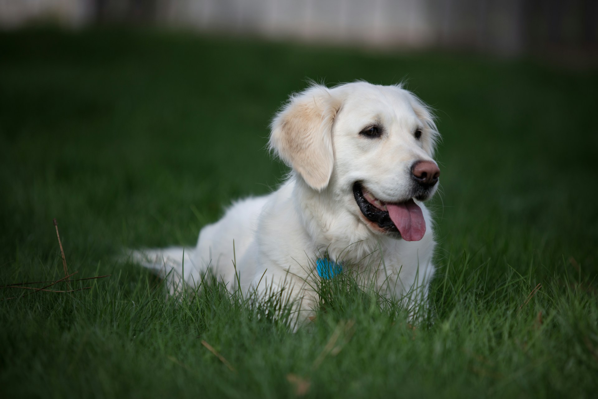 Golden Retriever 金毛犬