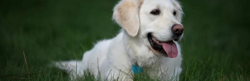 Golden Retriever 金毛犬