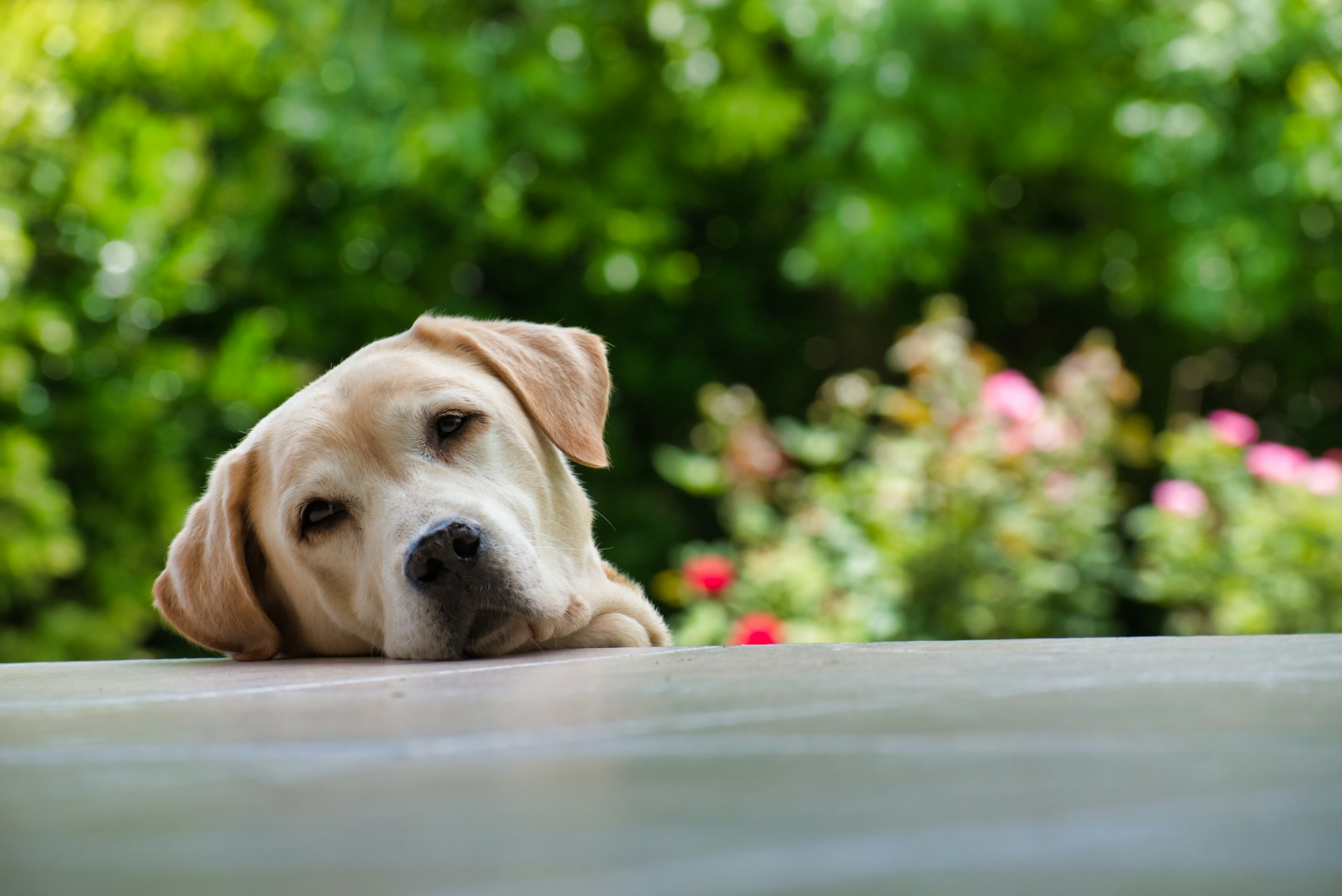 Golden Retriever 金毛犬