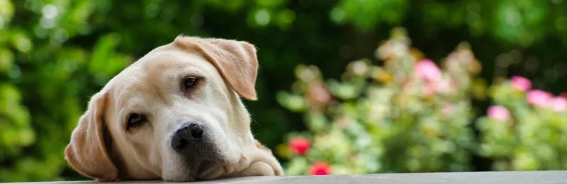 Golden Retriever 金毛犬