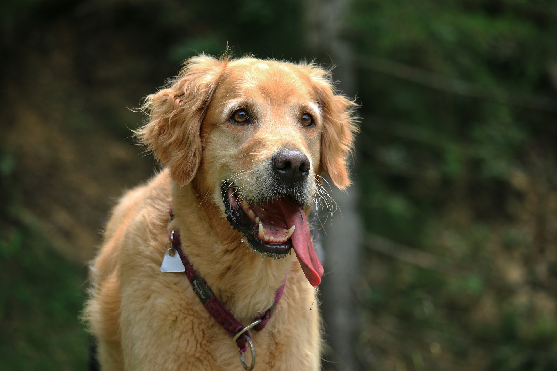 Golden Retriever 金毛犬