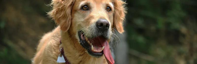 Golden Retriever 金毛犬
