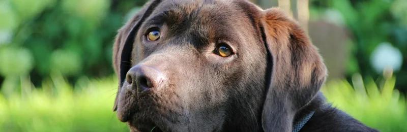 拉布拉多猎犬 拉布拉多犬 Labrador Retriever