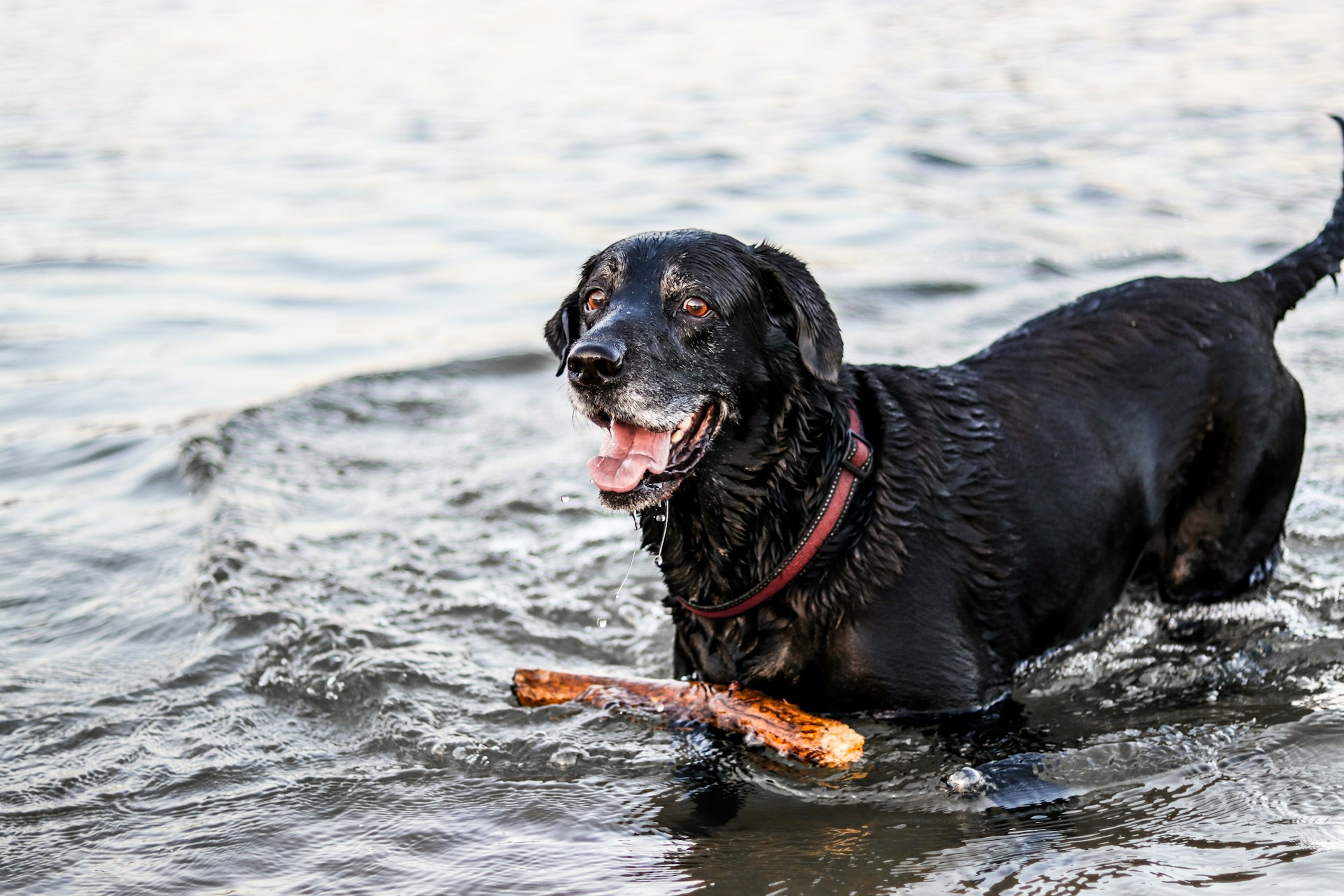 Labrador Retriever 拉布拉多犬