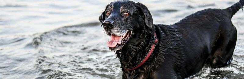 Labrador Retriever 拉布拉多犬