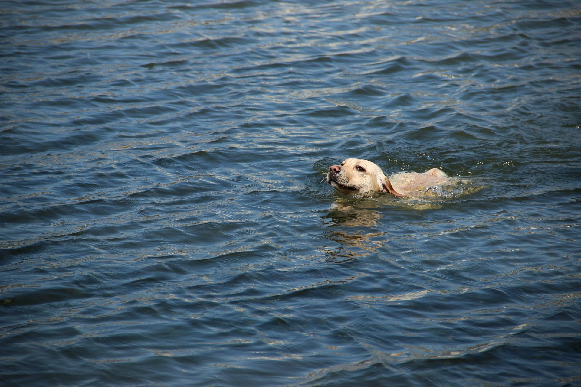 Labrador Retriever 拉布拉多犬