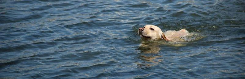 Labrador Retriever 拉布拉多犬