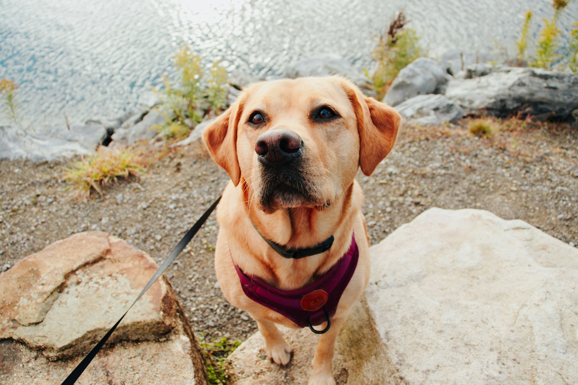 Labrador Retriever 拉布拉多犬