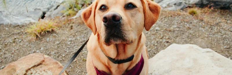 Labrador Retriever 拉布拉多犬