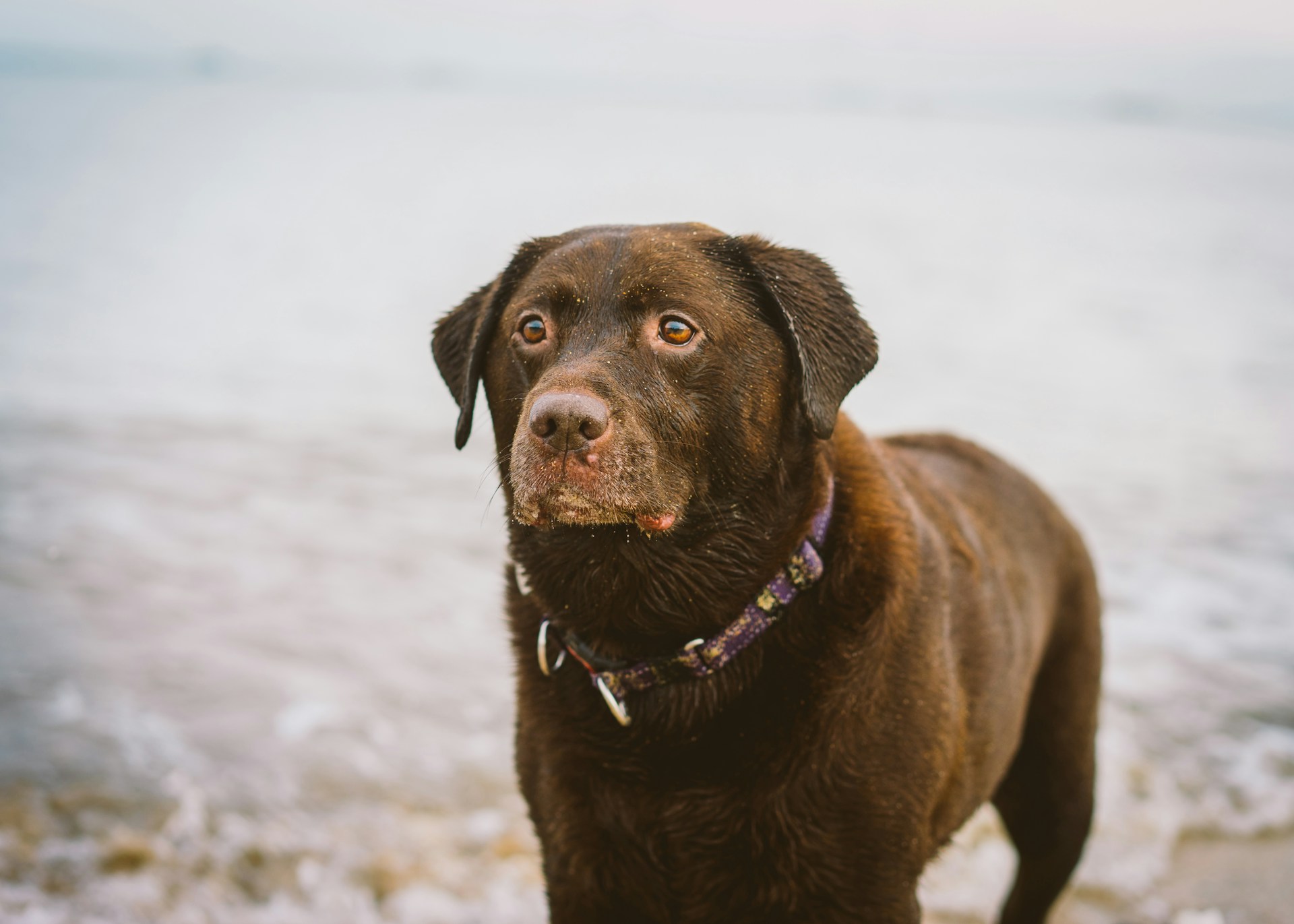 Labrador Retriever 拉布拉多犬