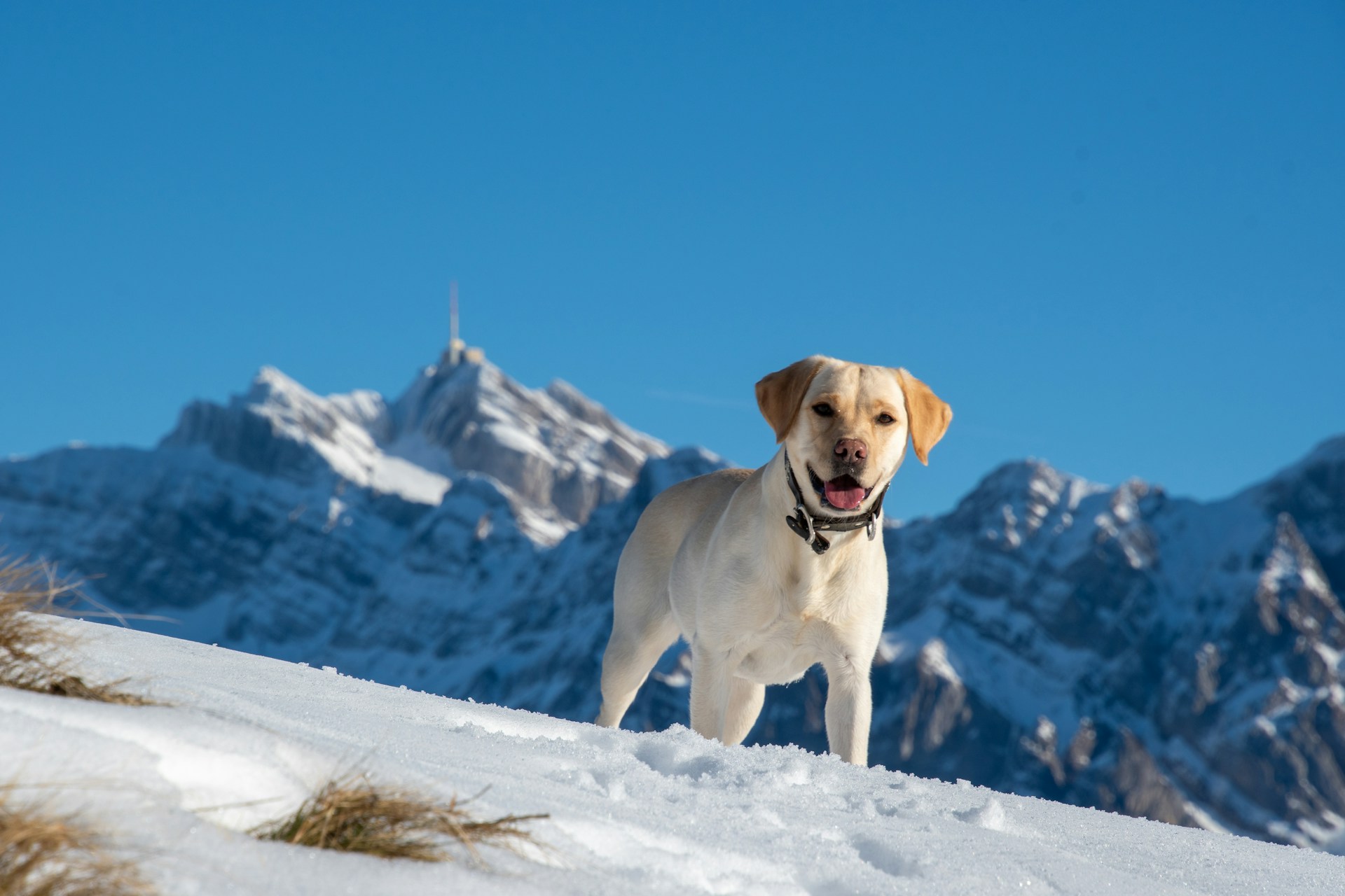 Labrador Retriever 拉布拉多犬