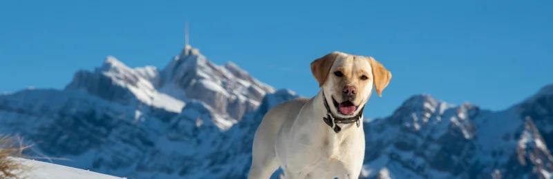 Labrador Retriever 拉布拉多犬