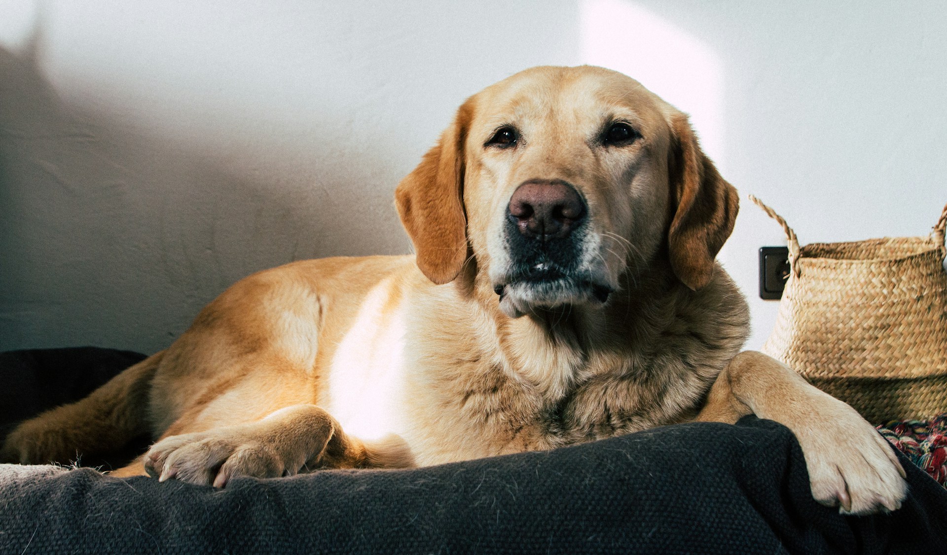 Labrador Retriever 拉布拉多犬