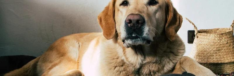 Labrador Retriever 拉布拉多犬