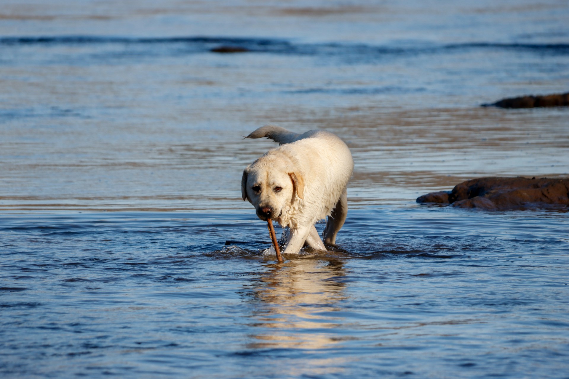 Labrador Retriever 拉布拉多犬