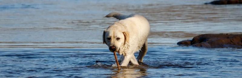 Labrador Retriever 拉布拉多犬