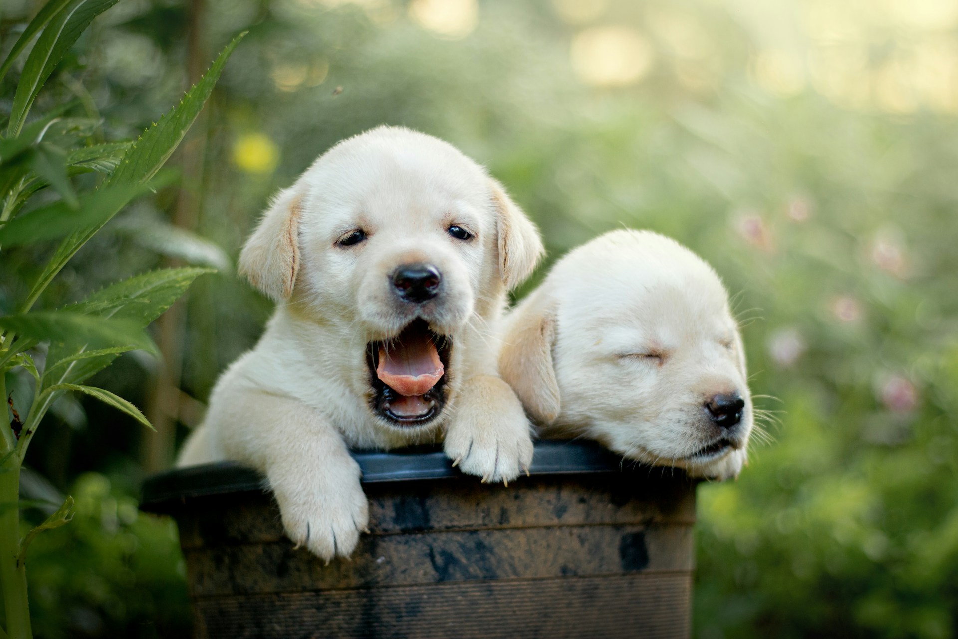 Labrador Retriever 拉布拉多幼犬