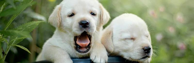 Labrador Retriever 拉布拉多幼犬
