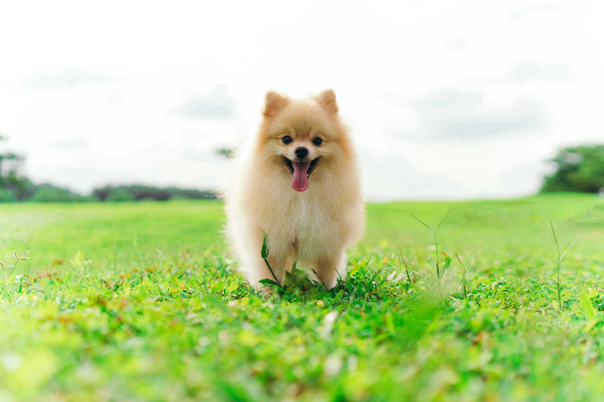 博美犬 Pomeranian