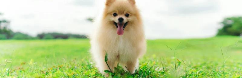 博美犬 Pomeranian