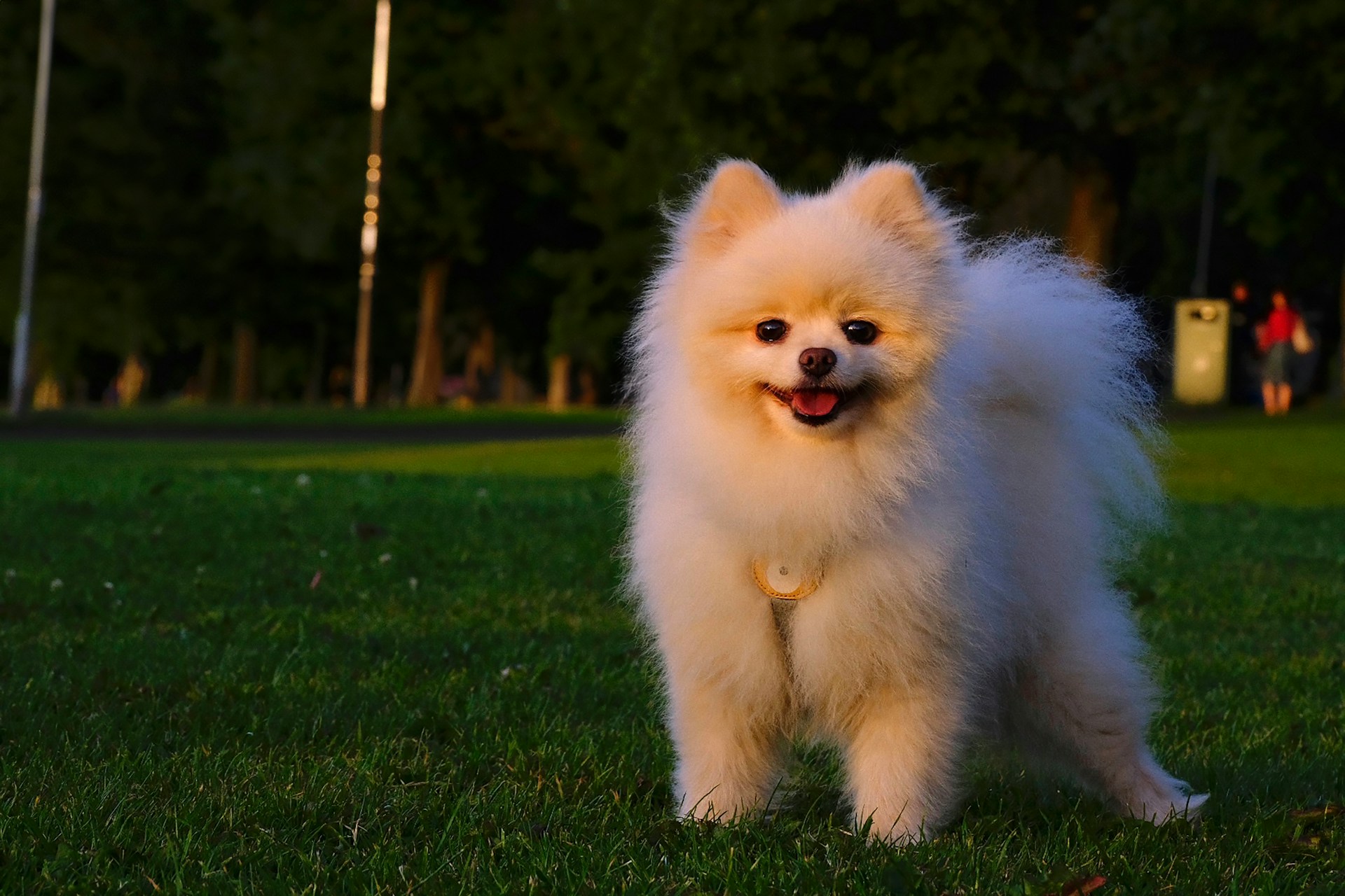 博美犬 Pomeranian