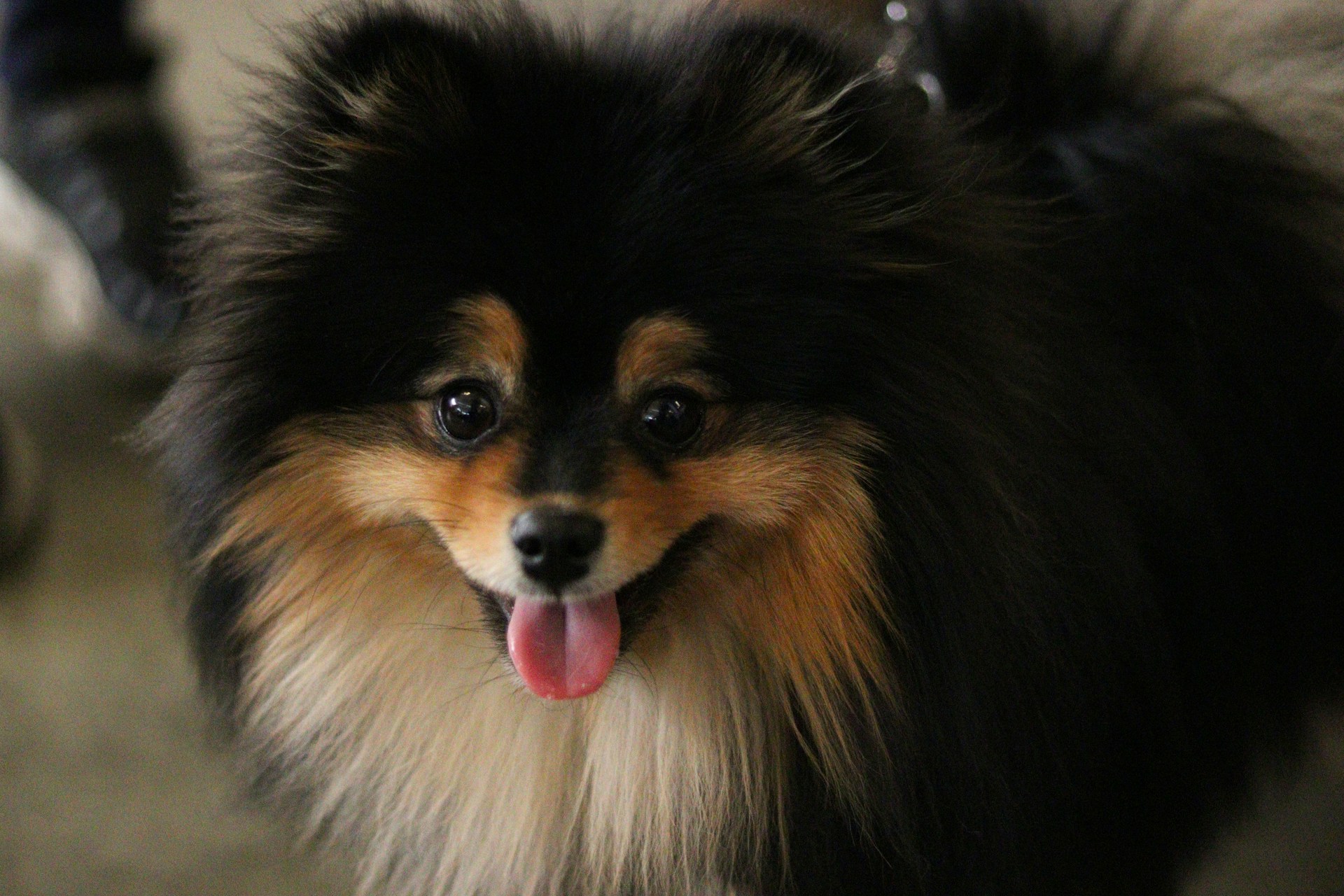 博美犬 Pomeranian