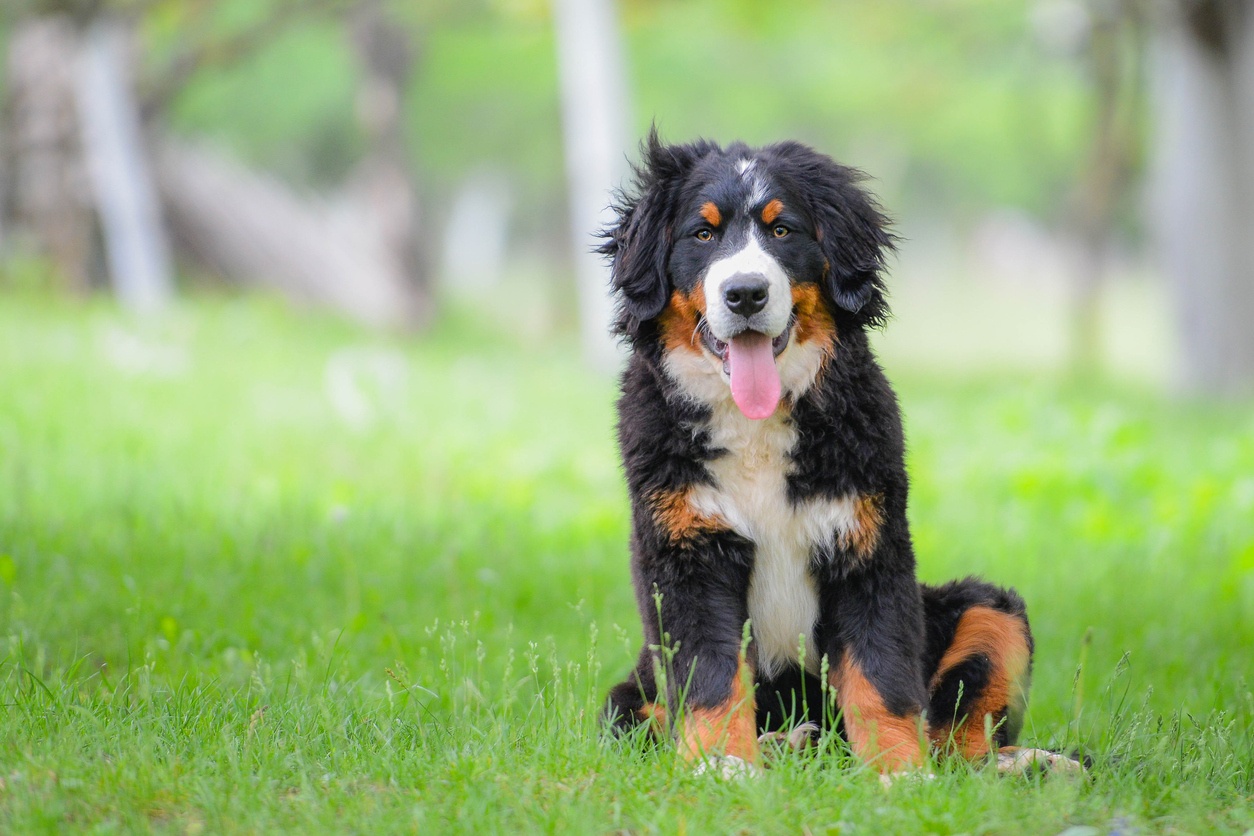 伯恩山犬 Bernese Mountain Dog