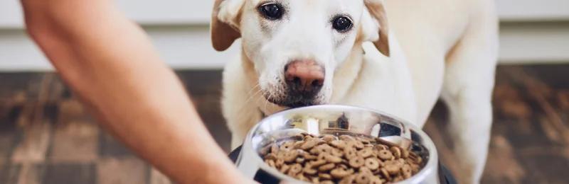狗粮 Dog Food