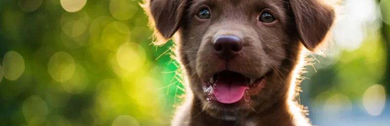 狗狗健康 Dog Health