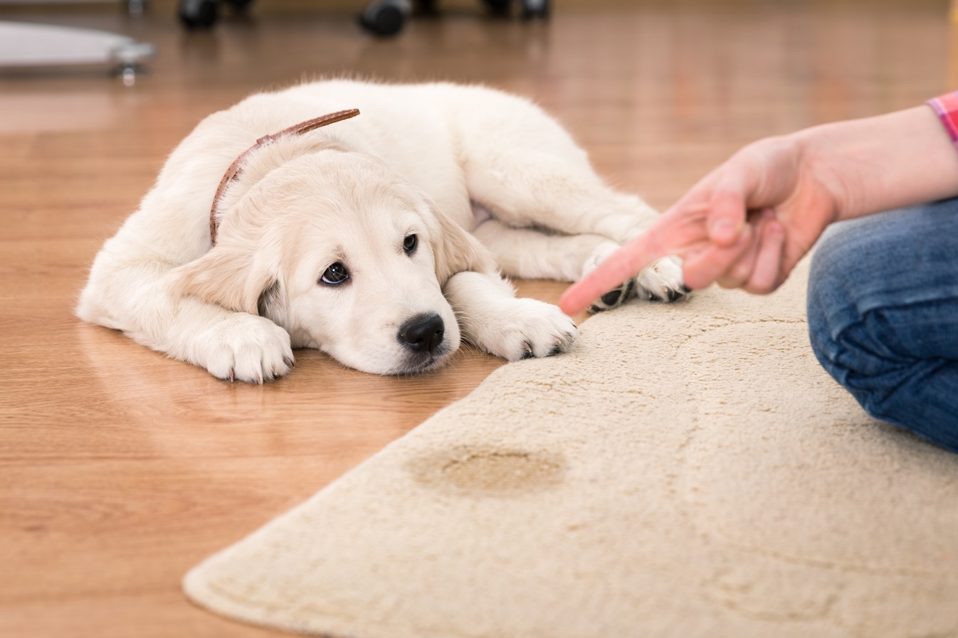 狗狗训练 Dog Training