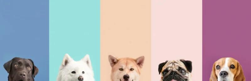狗狗视觉 Dog Vision