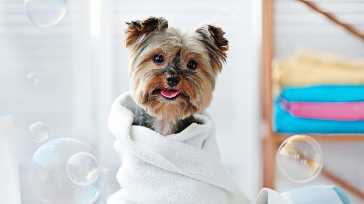 狗狗洗澡 Dog bathing