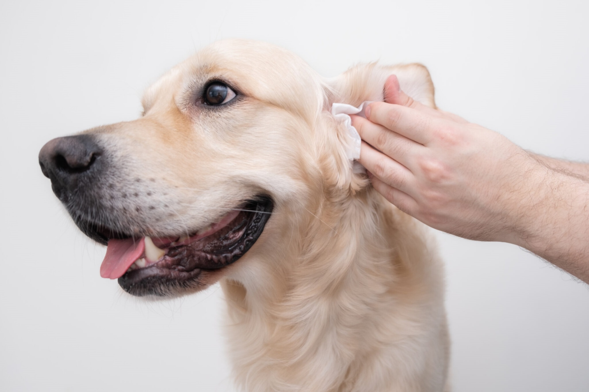 狗狗清洁 Dog cleaning