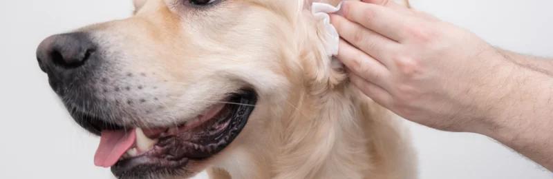 狗狗清洁 Dog cleaning