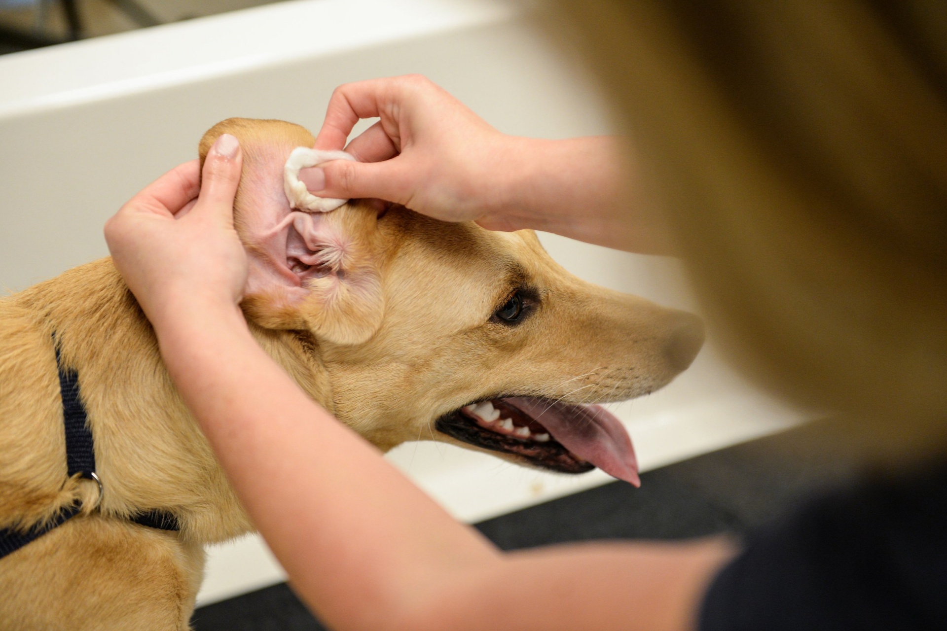 狗狗清洁 Dog cleaning