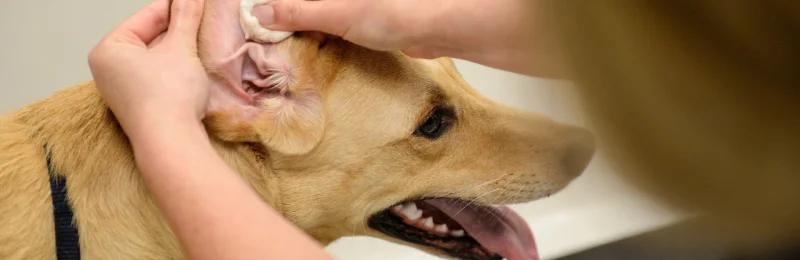 狗狗清洁 Dog cleaning