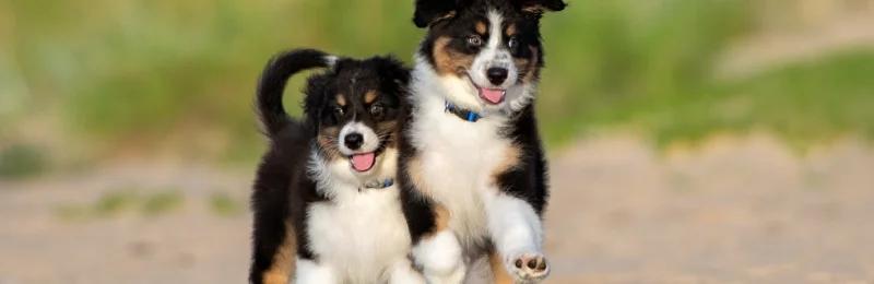 狗狗驱虫 Dog deworming