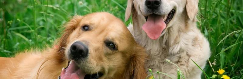 狗狗驱虫 Dog deworming