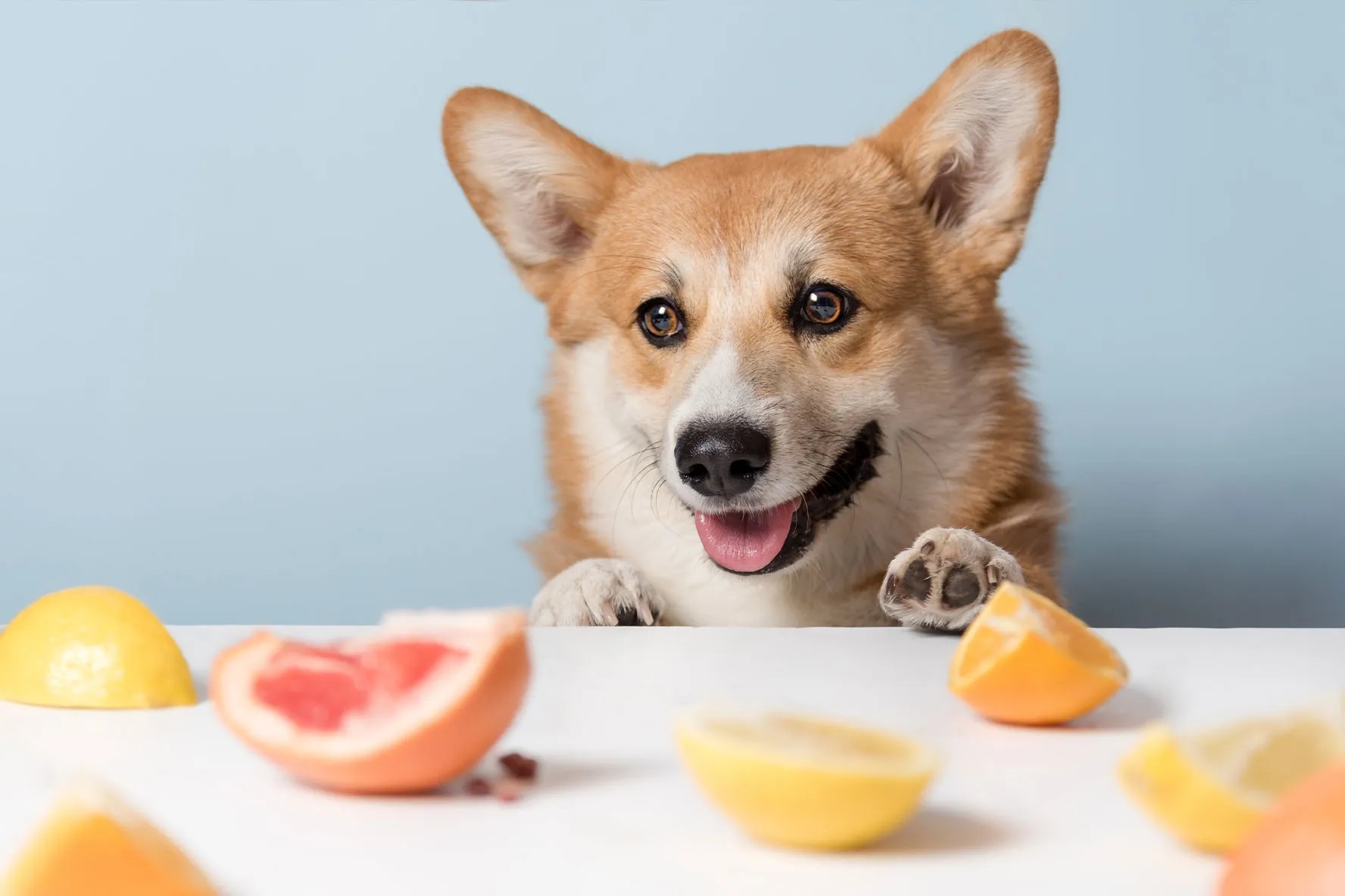 狗狗饮食 Dog diet