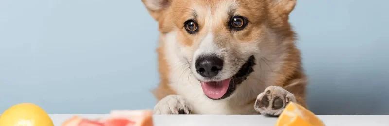 狗狗饮食 Dog diet