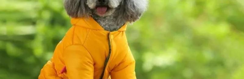 狗狗穿衣 Dog dressing