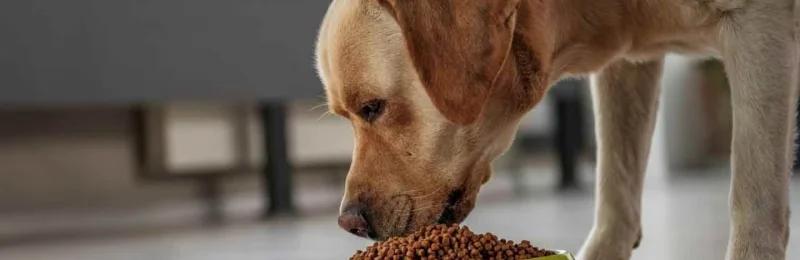 狗狗吃饭 Dog eating