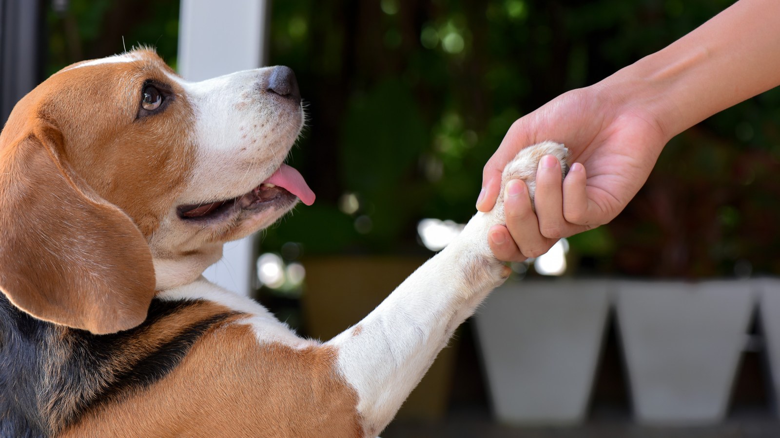 狗狗握手 Dog handshake