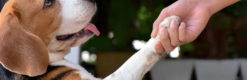 狗狗握手 Dog handshake