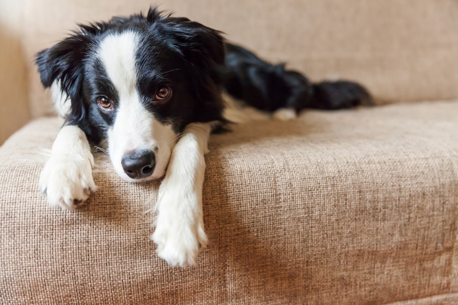 狗狗应激反应 Dog stress response